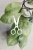 Hoya sp. Kalbar Silver