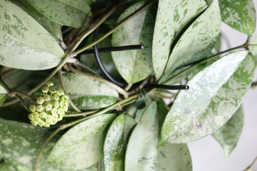 Hoya Blizzard