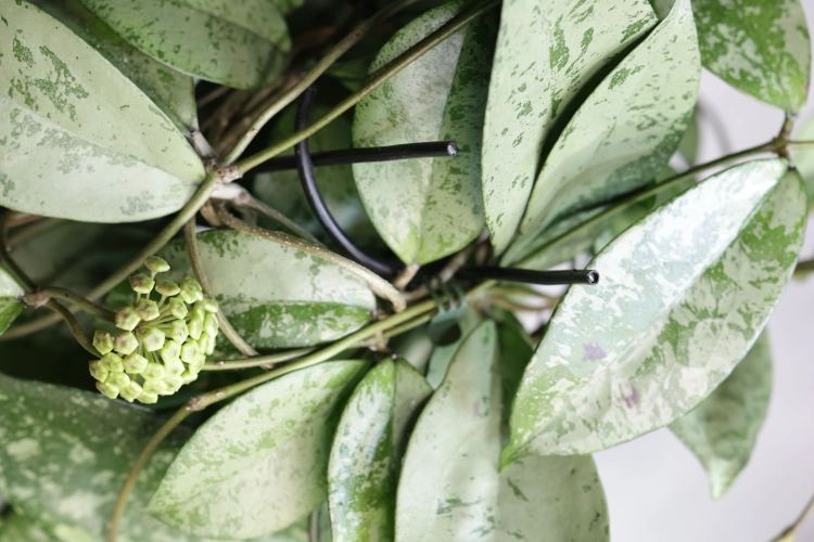 Hoya Blizzard