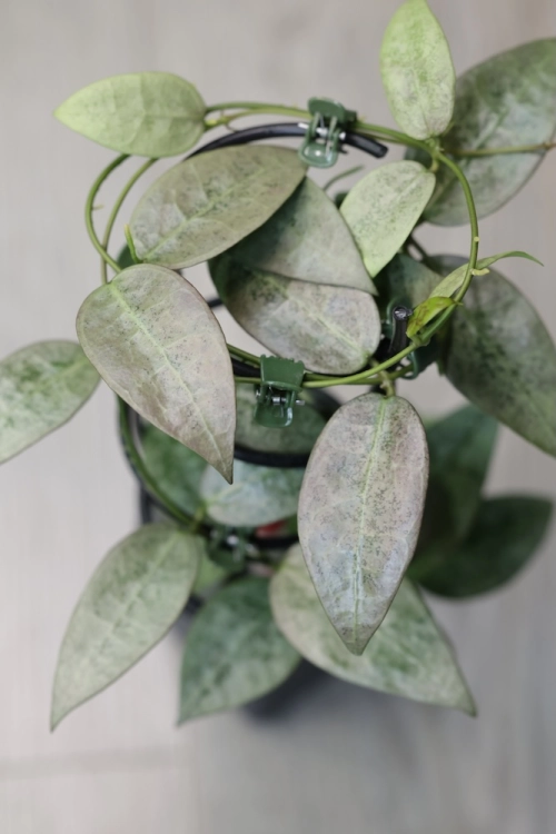 Hoya Punakawan Silver