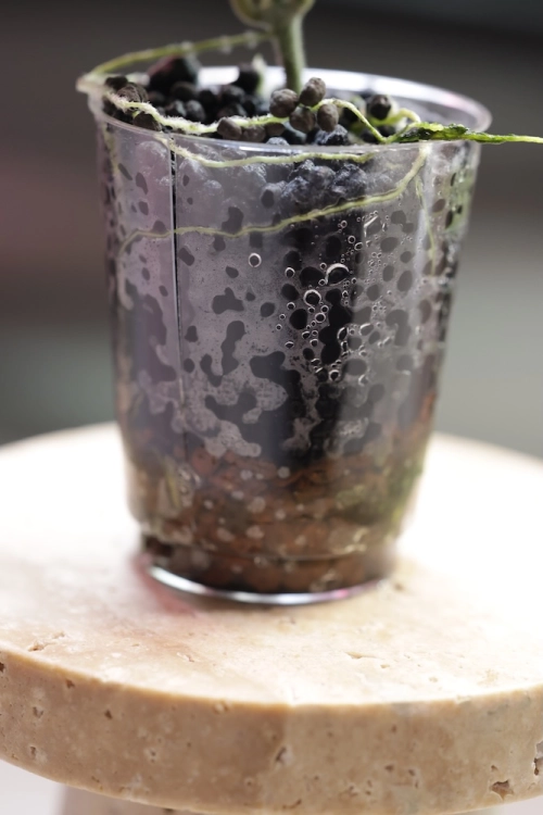 IMG_5848.JPG