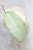Hoya Emperor Silver (aff Clemensiorum)