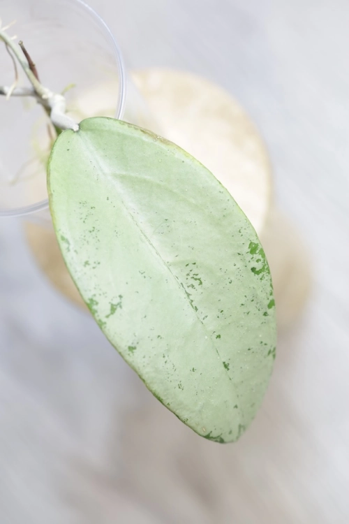 Hoya Emperor Silver (aff Clemensiorum)