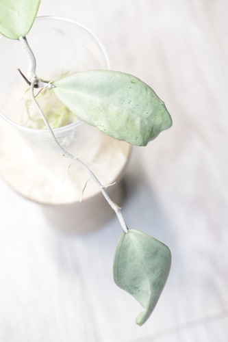 Hoya Emperor Silver (aff Clemensiorum)