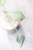 Hoya Emperor Silver (aff Clemensiorum)