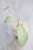 Hoya Emperor Silver (aff Clemensiorum)