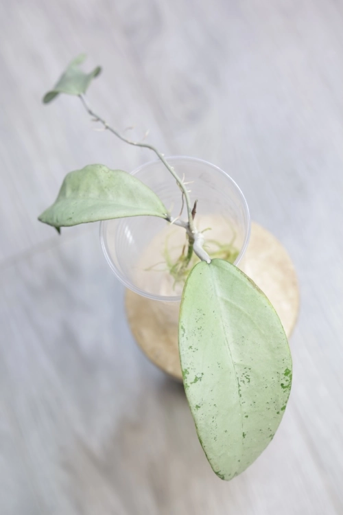 Hoya Emperor Silver (aff Clemensiorum)