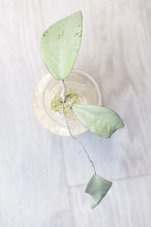 Hoya Emperor Silver (aff Clemensiorum)