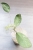 Hoya Emperor Silver (aff Clemensiorum)