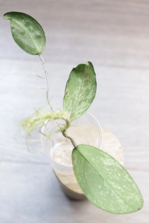 Hoya Emperor Silver (aff Clemensiorum)