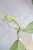 Hoya Emperor Silver (aff Clemensiorum)