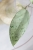 Hoya Emperor Silver (aff Clemensiorum)