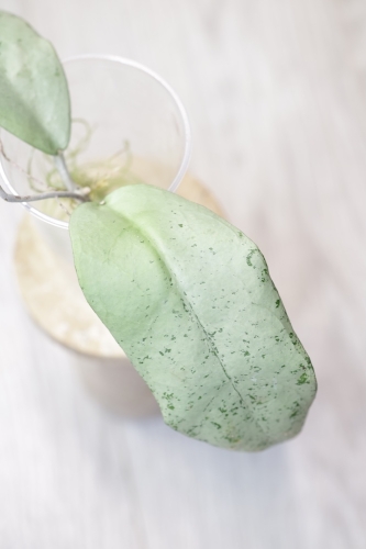 Hoya Emperor Silver (aff Clemensiorum)