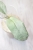 Hoya Emperor Silver (aff Clemensiorum)