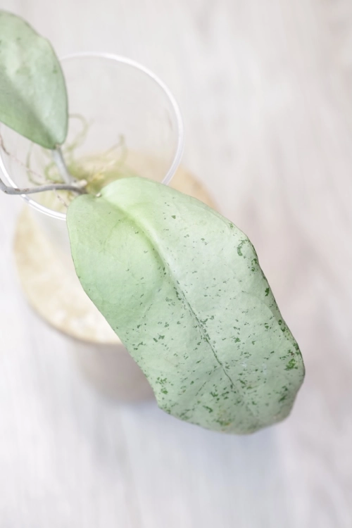 Hoya Emperor Silver (aff Clemensiorum)