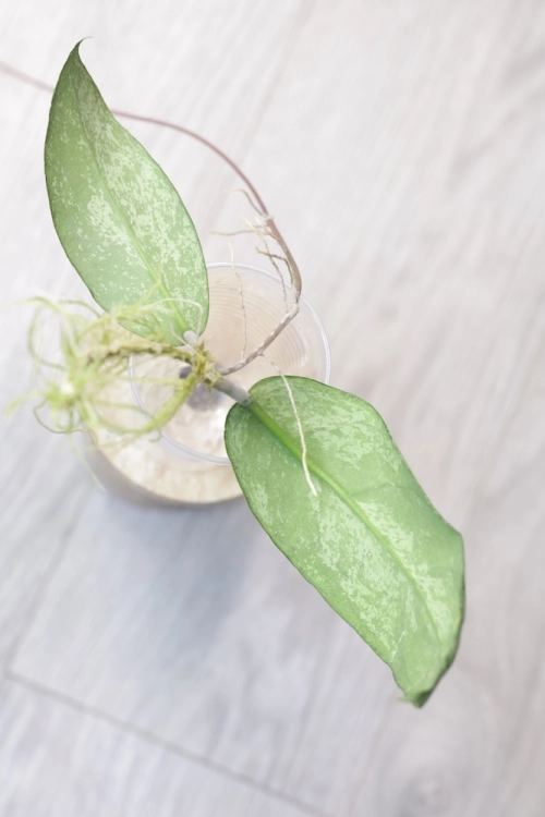 Hoya Emperor Silver (aff Clemensiorum)