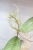 Hoya Emperor Silver (aff Clemensiorum)