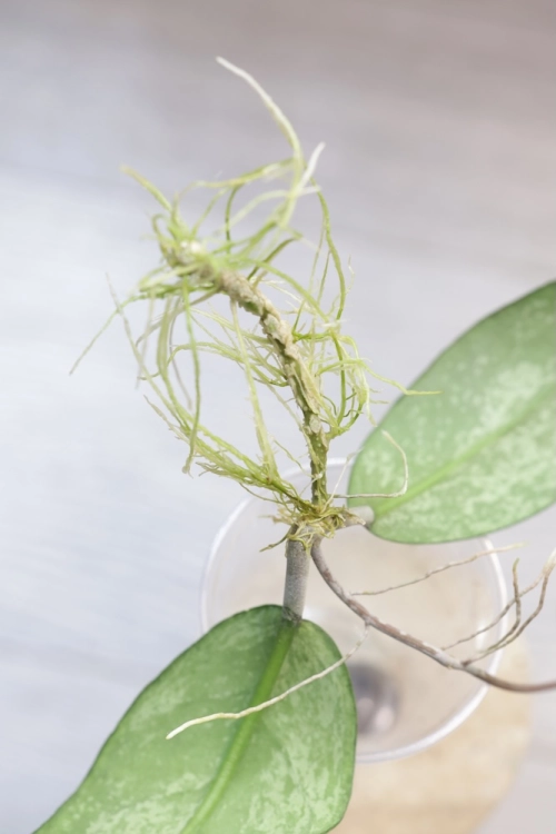 Hoya Emperor Silver (aff Clemensiorum)