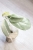 Hoya Emperor Silver (aff Clemensiorum)