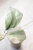 Hoya Emperor Silver (aff Clemensiorum)