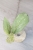 Hoya Emperor Silver (aff Clemensiorum)
