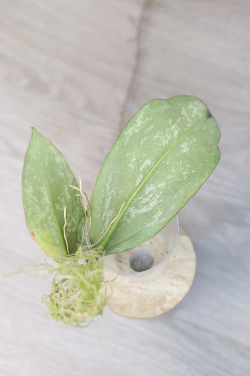 Hoya Emperor Silver (aff Clemensiorum)