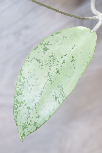 Hoya Emperor Silver (aff Clemensiorum)