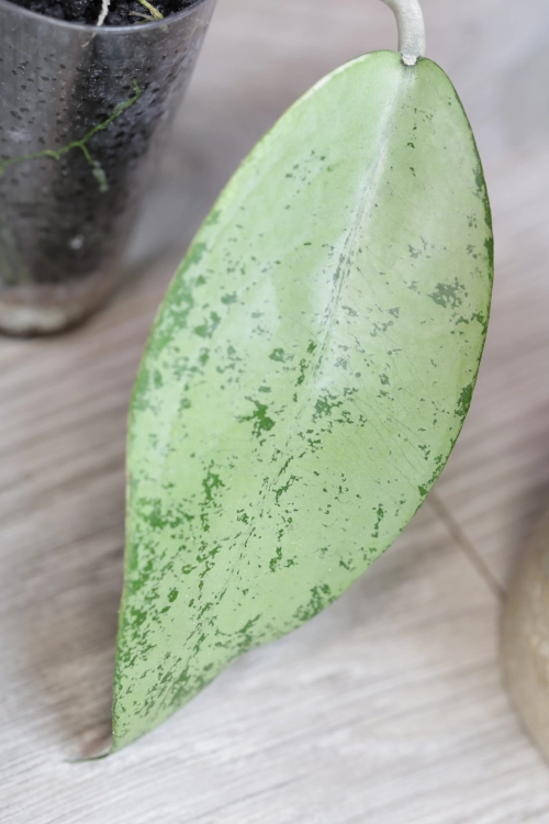 Hoya Emperor Silver (aff Clemensiorum)