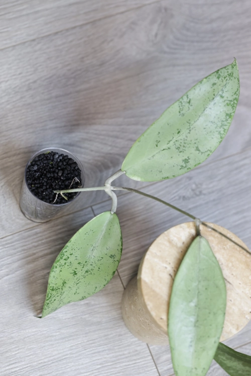 Hoya Emperor Silver (aff Clemensiorum)