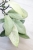 Hoya Emperor Silver (aff Clemensiorum)