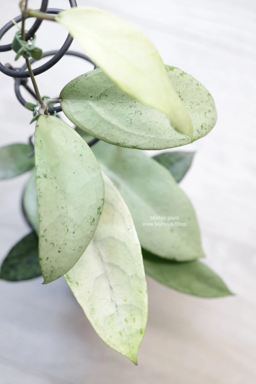 Hoya Emperor Silver (aff Clemensiorum)