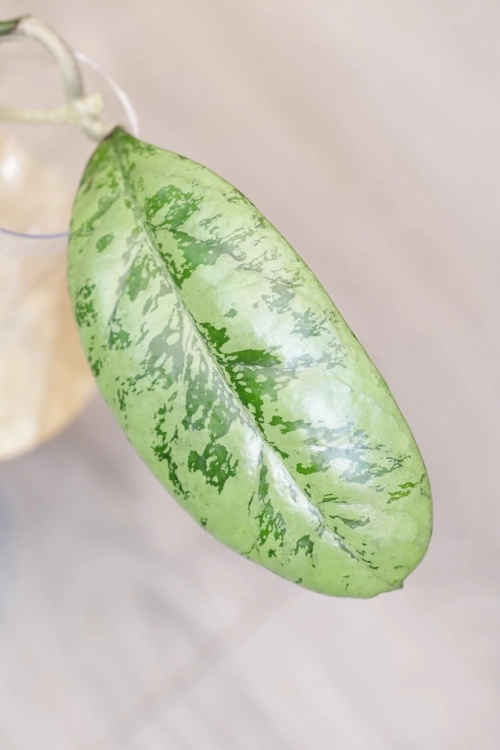 Hoya Lorelai (EPC196 mutation)