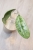 Hoya Lorelai (EPC196 mutation)