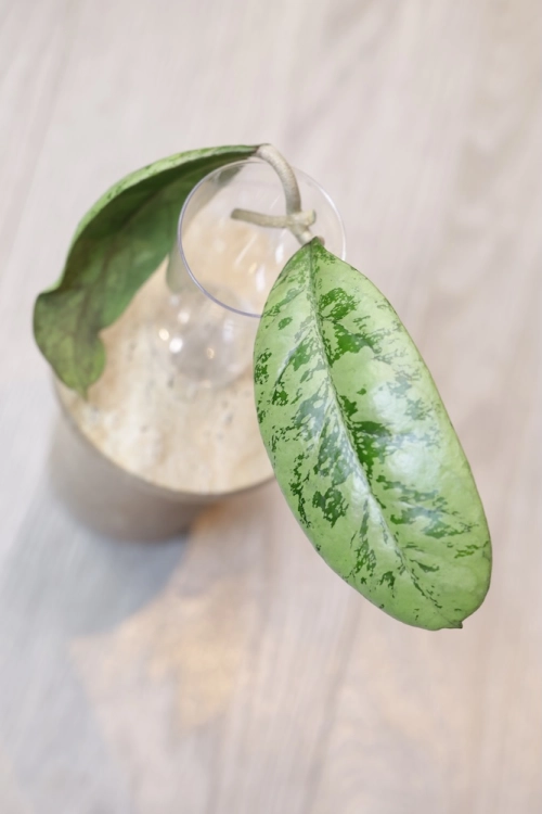 Hoya Lorelai (EPC196 mutation)