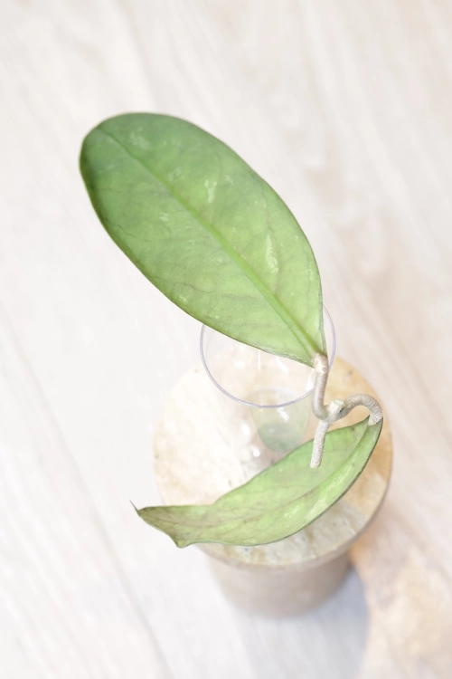 Hoya Lorelai (EPC196 mutation)