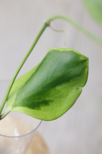 Hoya Anulata Vendora