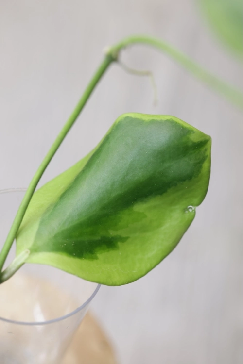 Hoya Anulata Vendora