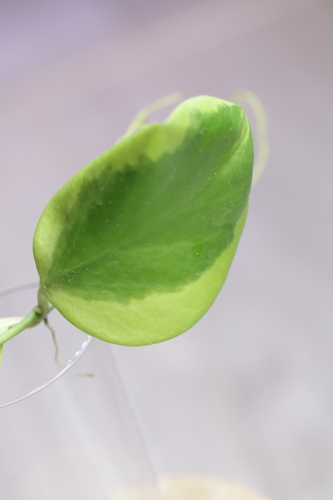 Hoya Anulata Vendora
