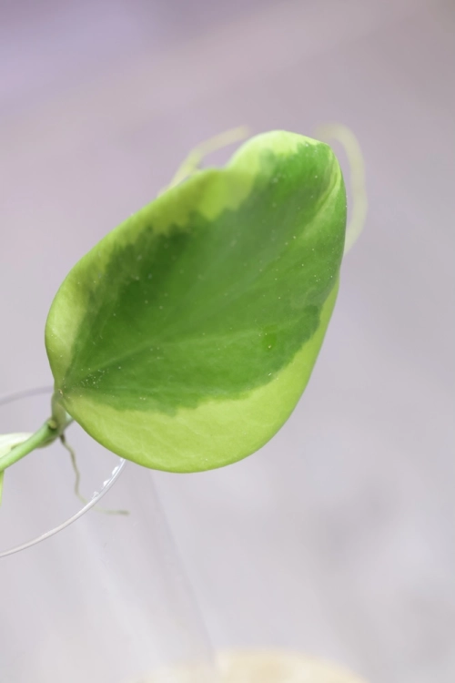 Hoya Anulata Vendora