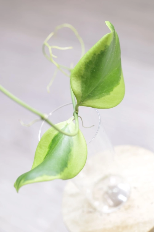 Hoya Anulata Vendora
