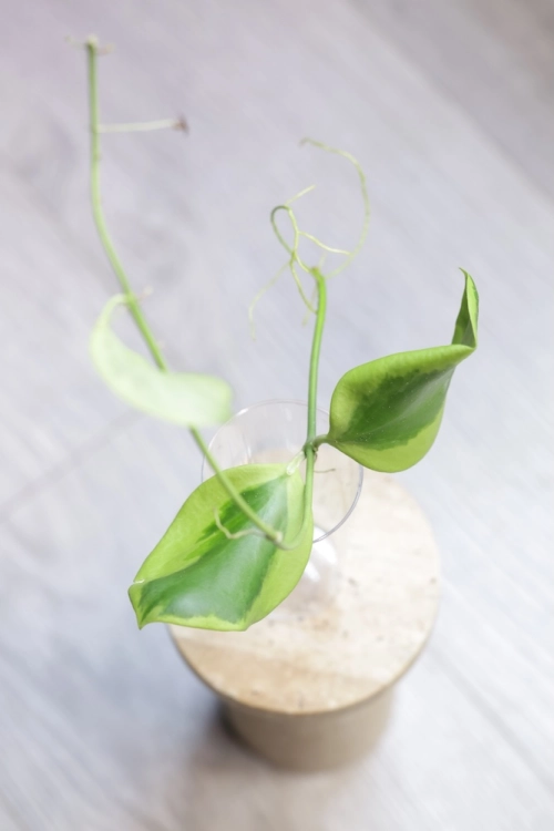 Hoya Anulata Vendora