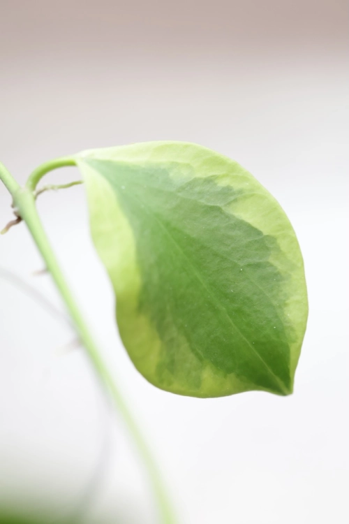 Hoya Anulata Vendora