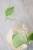 Hoya Anulata Vendora