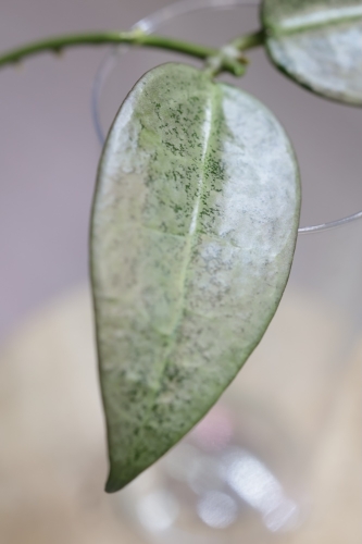 Hoya Punakawan Silver