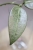 Hoya Punakawan Silver