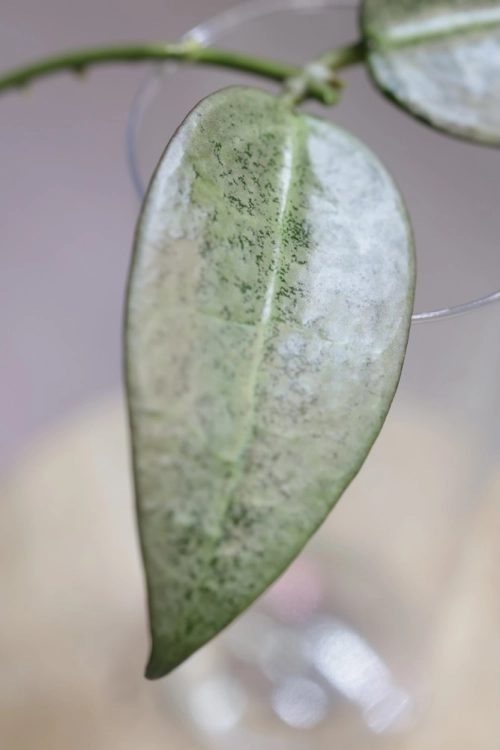 Hoya Punakawan Silver