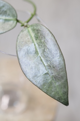 Hoya Punakawan Silver