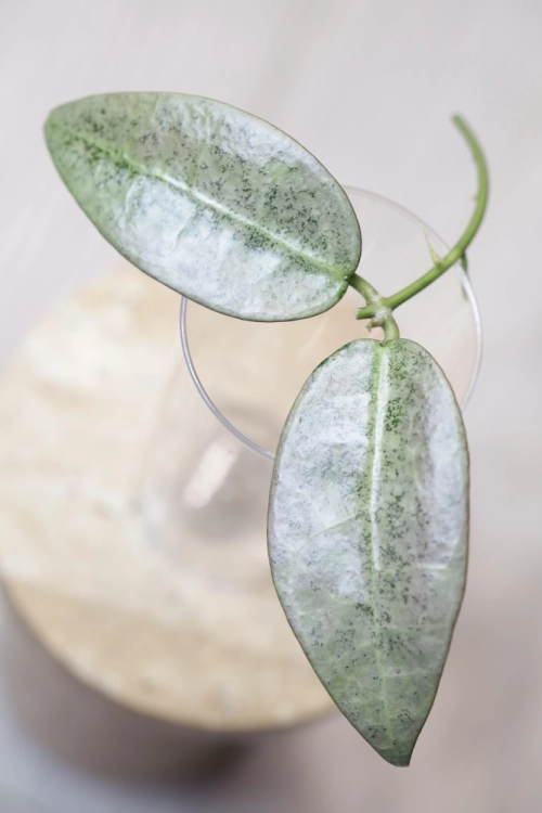 Hoya Punakawan Silver