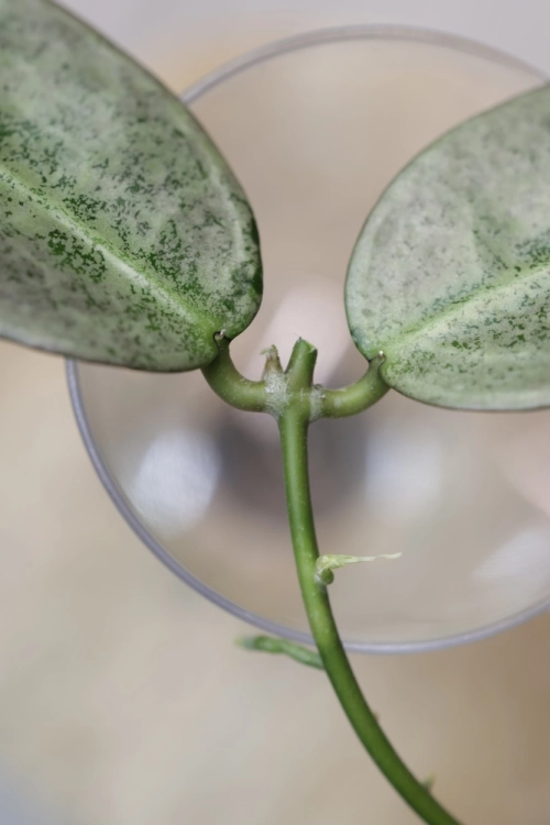 Hoya Punakawan Silver
