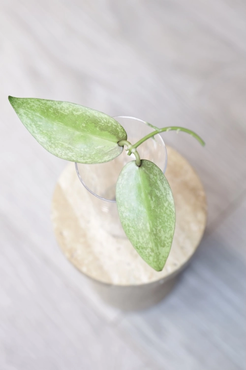 Hoya Punakawan Silver